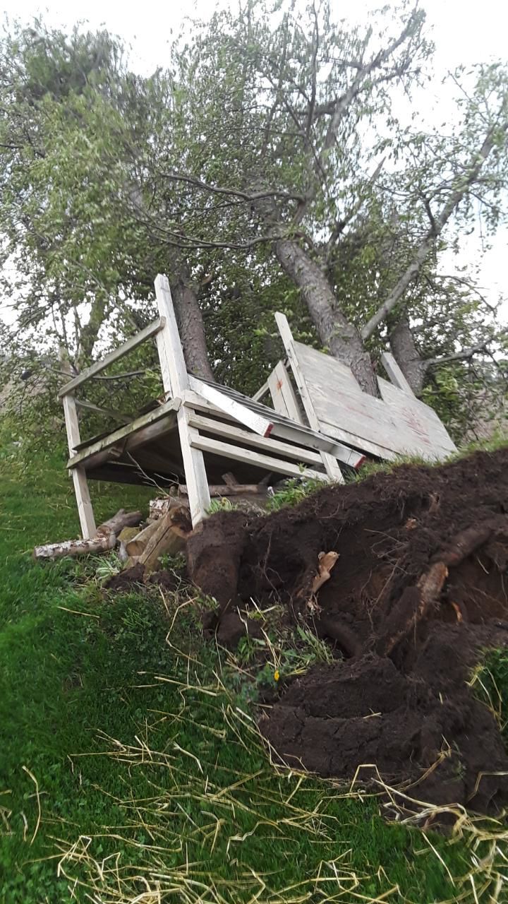 Uprooted tree